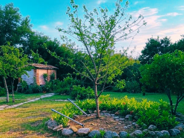 Jeune arbre entouré de pierres et système d’arrosage dans un jardin privé